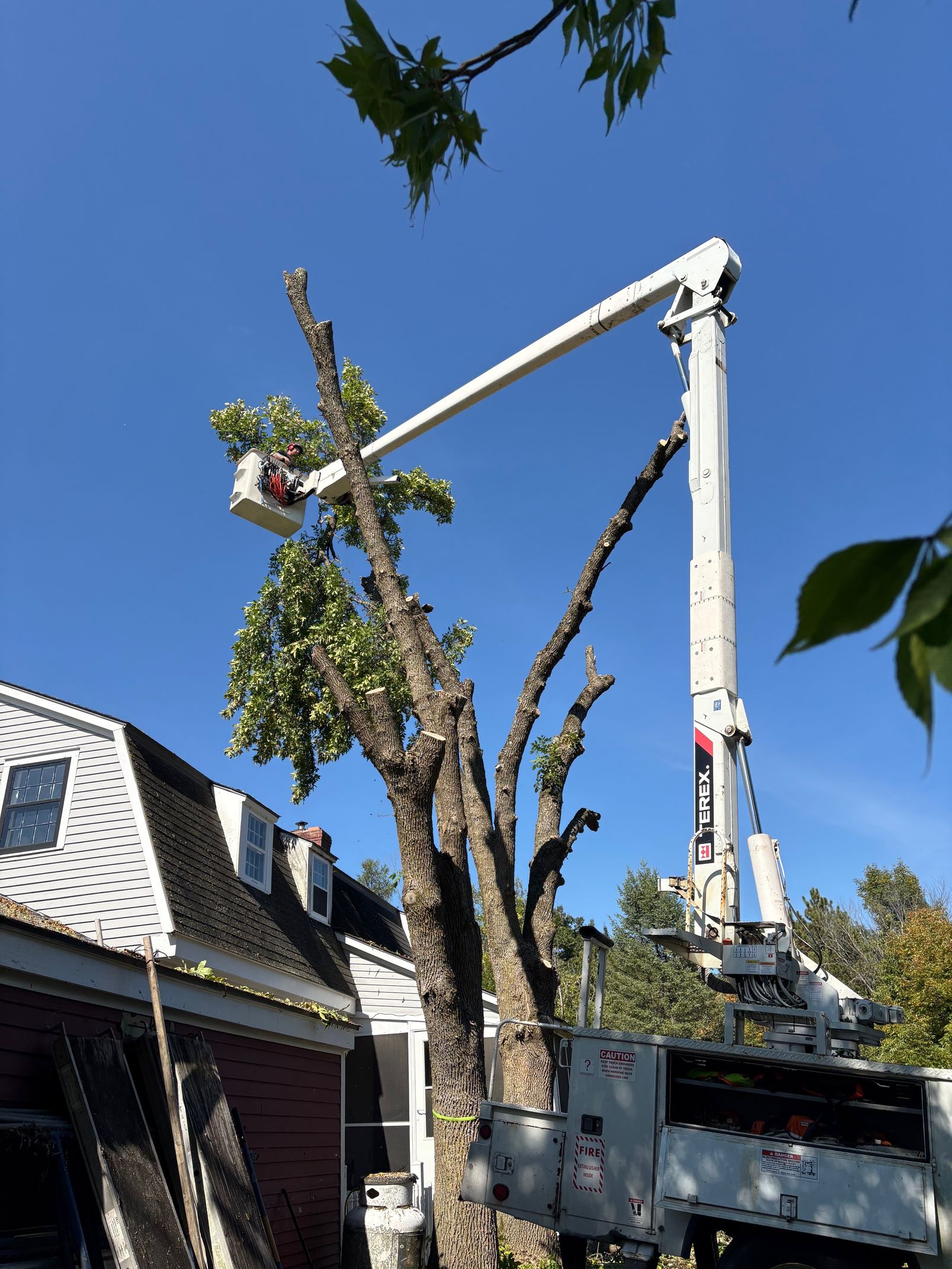 A tree being trimmed by a boom lift next to a house under a clear, blue sky.