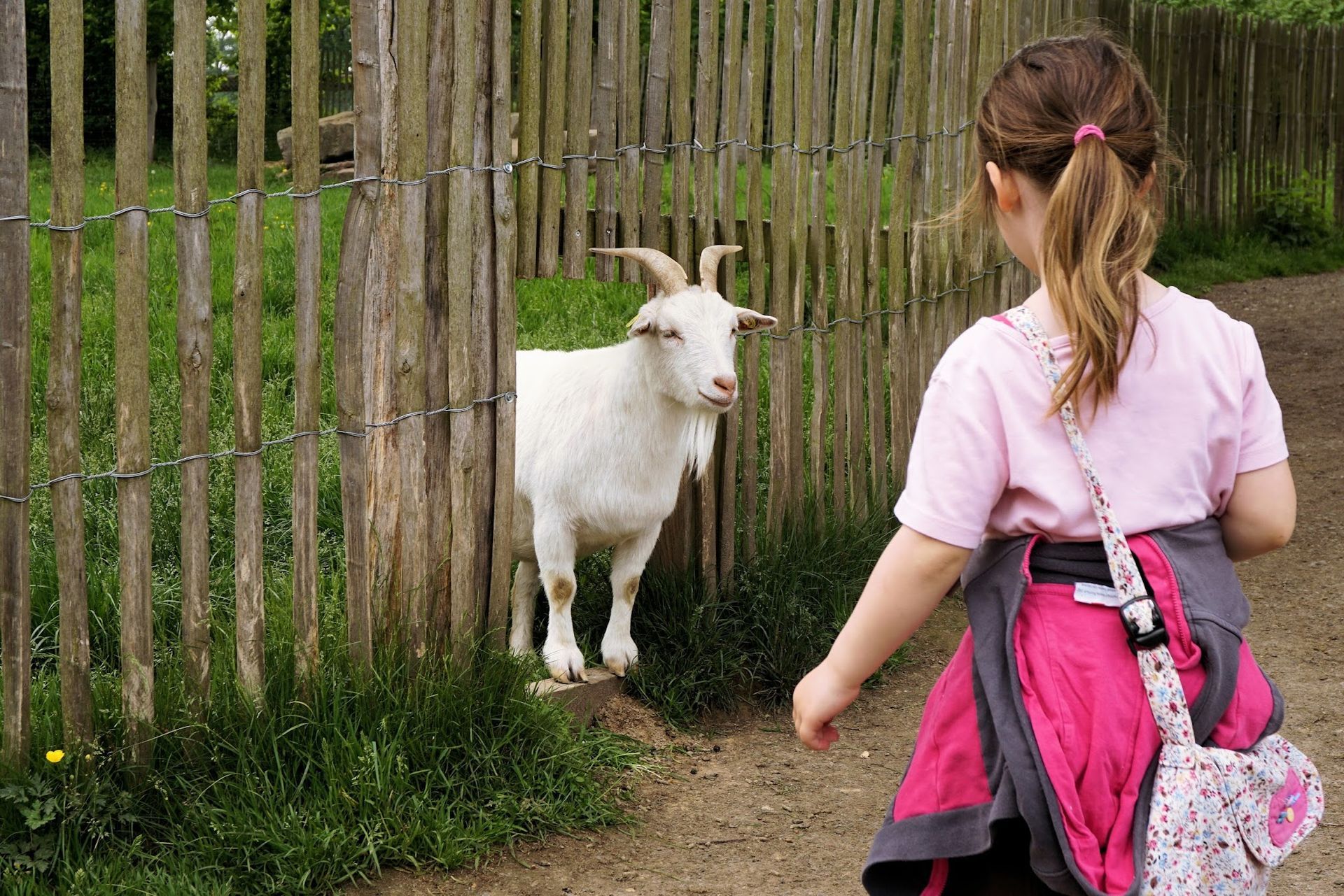 A young child stands on a dirt path in front of a wooden fence, looking at a white goat standing inside the enclosure.