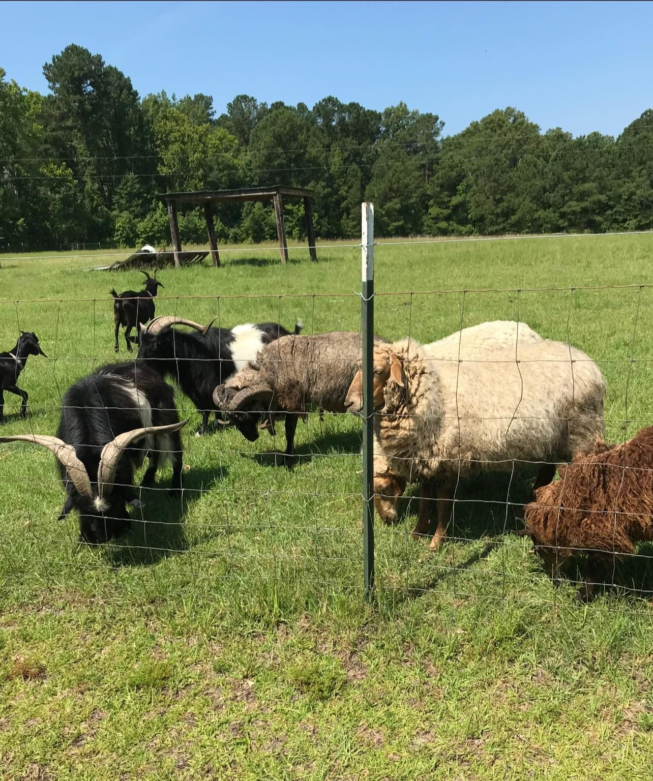 A group of goats and sheep graze in a sunny, grassy field behind a wire fence with a wooden structure in the background.