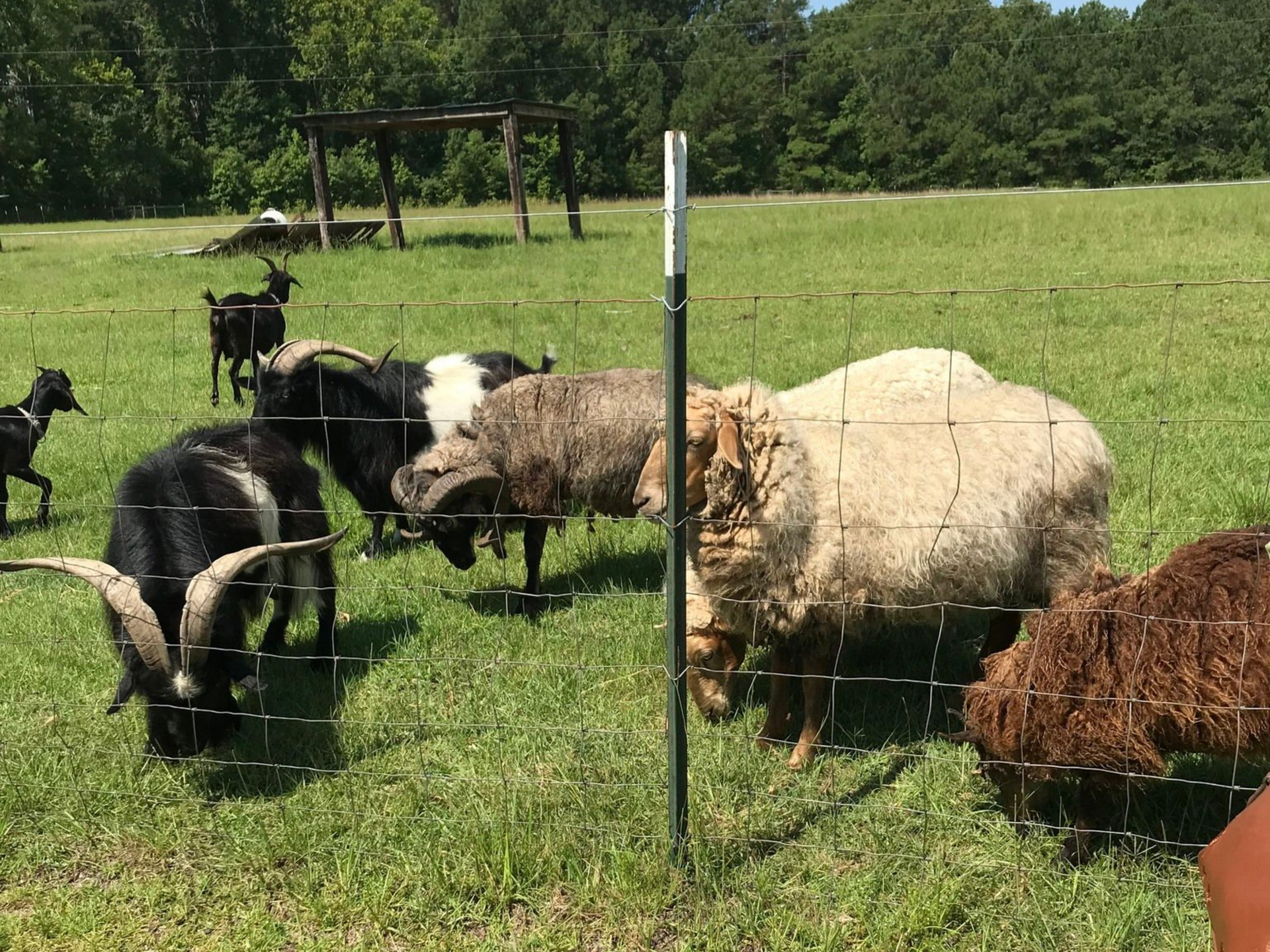 A group of children holding vegetables in a garden, with a sign reading 