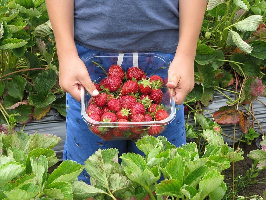 A person holds a clear plastic container filled with fresh red strawberries in a strawberry patch.
