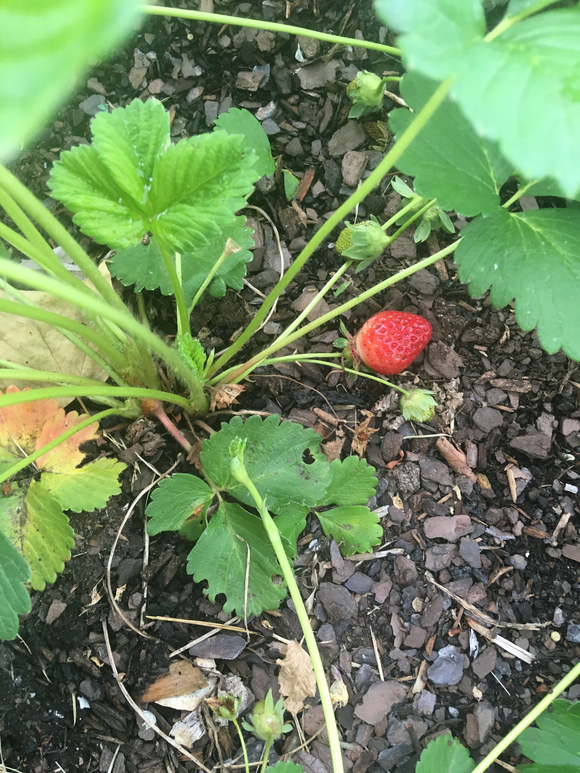 A single ripe red strawberry and several green, unripe strawberries growing on a plant in dark, mulched soil.