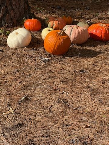 A variety of orange, white, and tan pumpkins resting on a bed of brown pine needles under a tree.