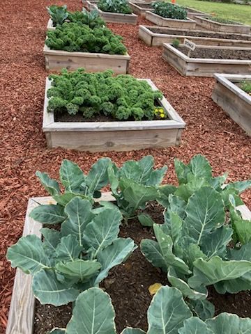 Raised wooden garden beds filled with kale and broccoli plants, set in a field with reddish-brown wood mulch.