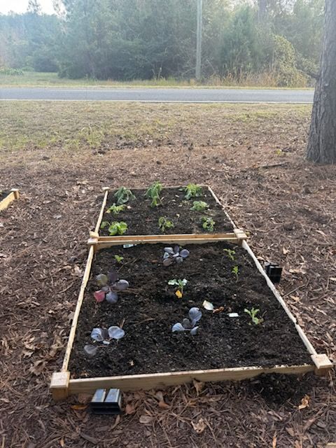 Two rectangular wooden raised garden beds filled with dark soil and small green and purple leafy plants.