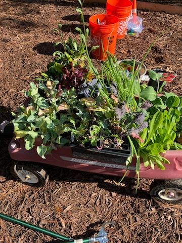A pink garden wagon filled with various potted vegetable and herb plants, sitting on a patch of wood mulch.