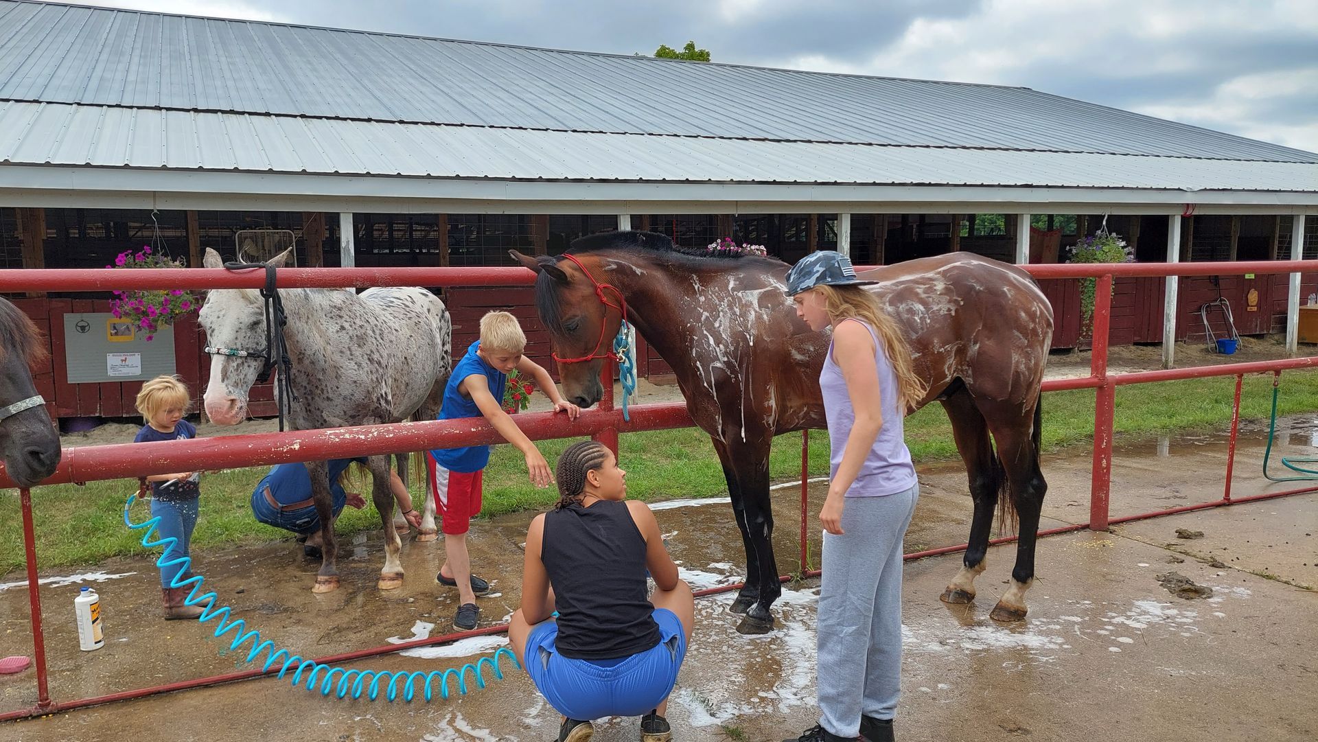 Giving the horses a bath.