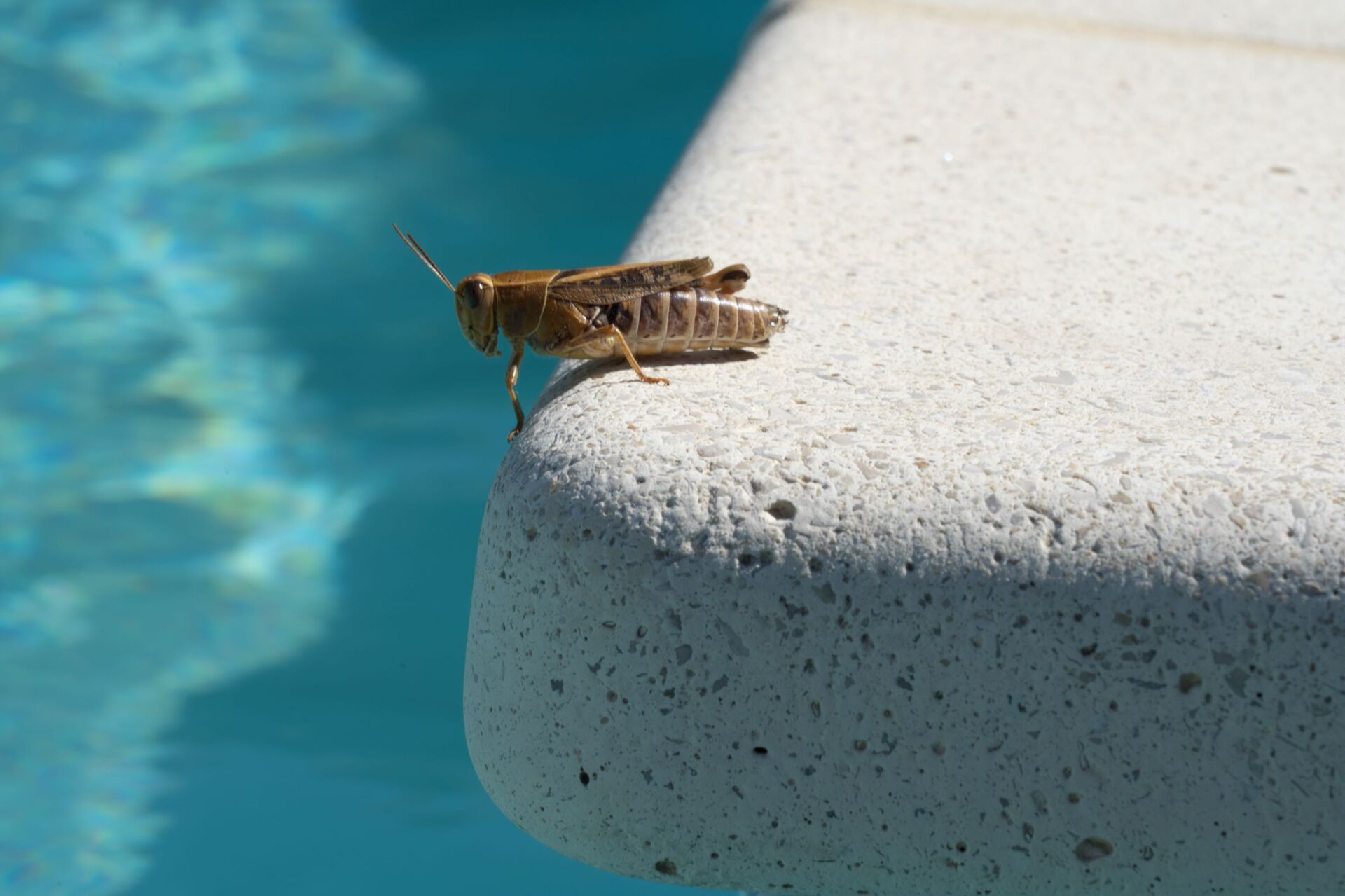 A Watery Grave for Insects: How to Keep Bugs Out of Your Pool