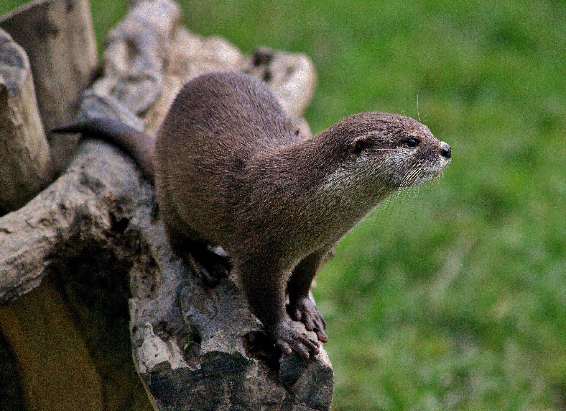Otter on a rock