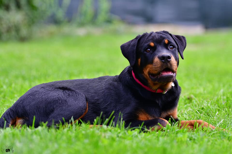 ROTTWEILER sul prato