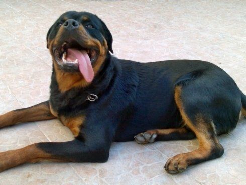 cane ROTTWEILER sdraiato