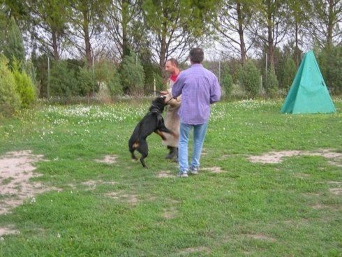 padrone gioca con il suo ROTTWEILER
