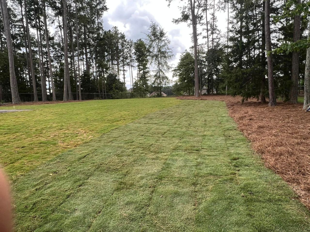 A person is standing in a field of grass with trees in the background.