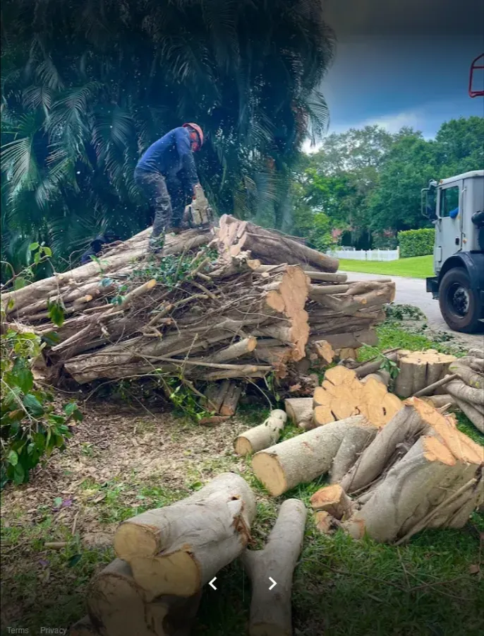 Stump Grinding Tree Service Company In Tequesta, FL
