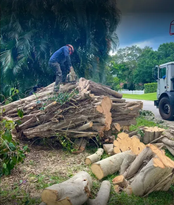 Tree Service Company In Tequesta, FL