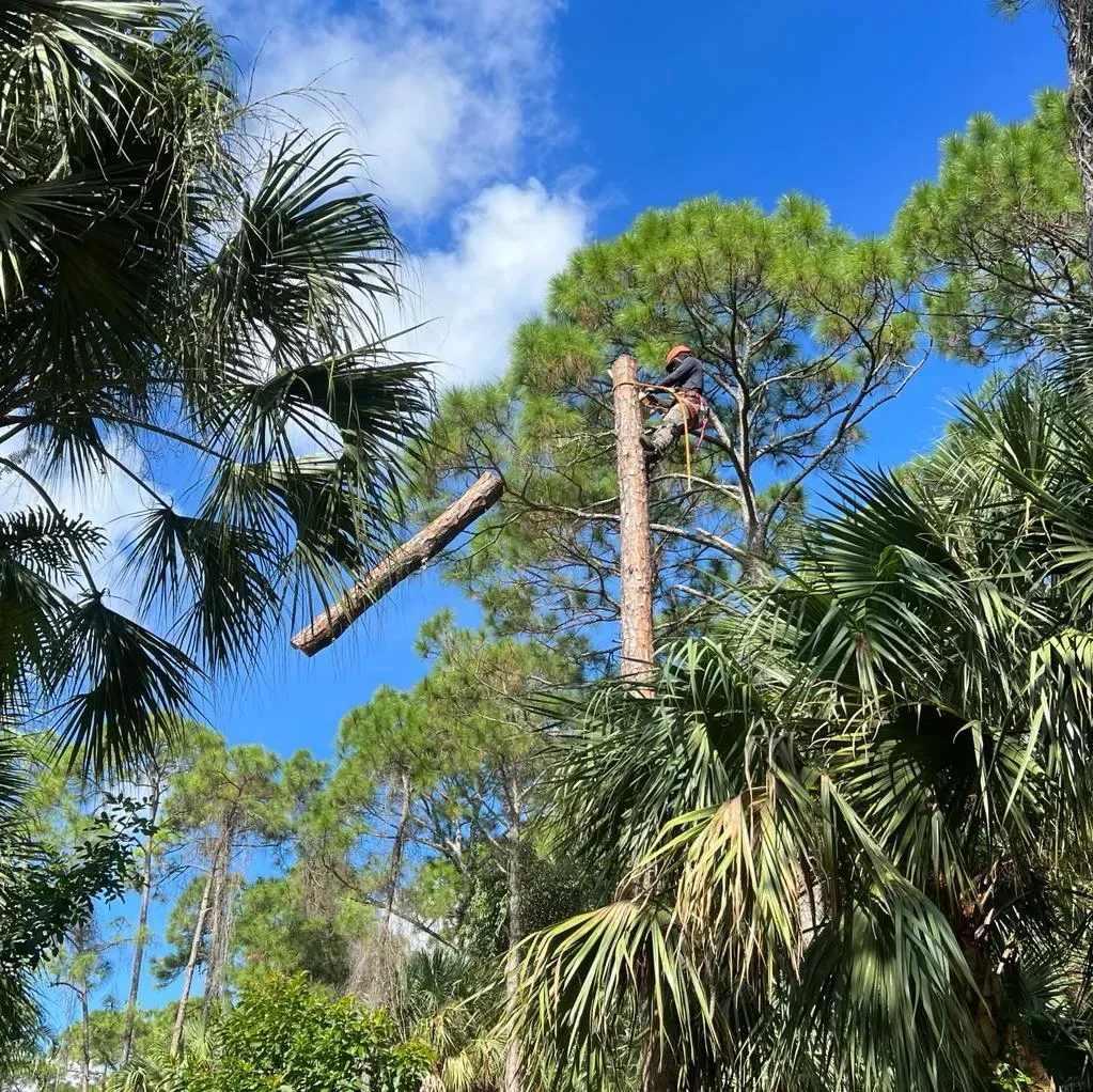 Tree Service Company In Tequesta, FL