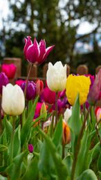 FLORERIA IMAGEN NATURAL