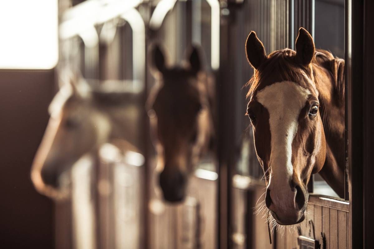 Happy horses in a modern equine barn near Lexington, KY