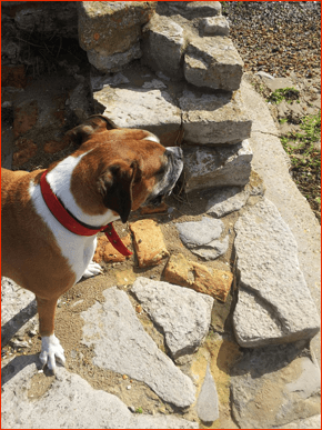 View of a crossbreed boxerdog on naturla stonework