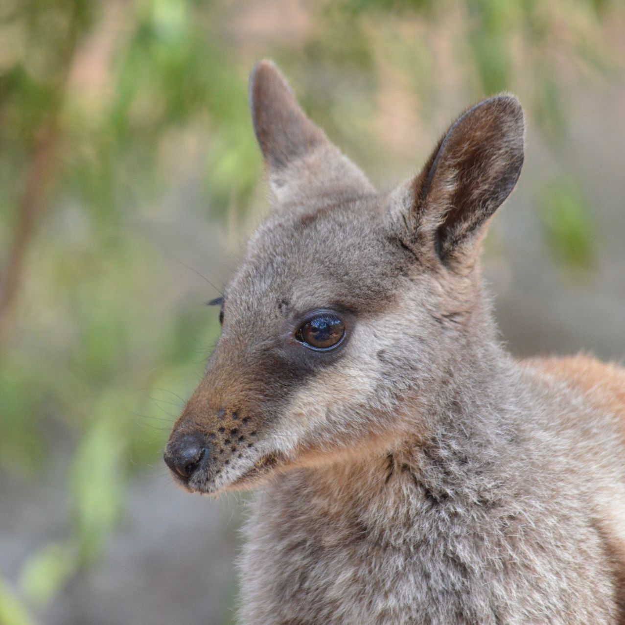 a close up of a kangaroo 's face with a blurry background .