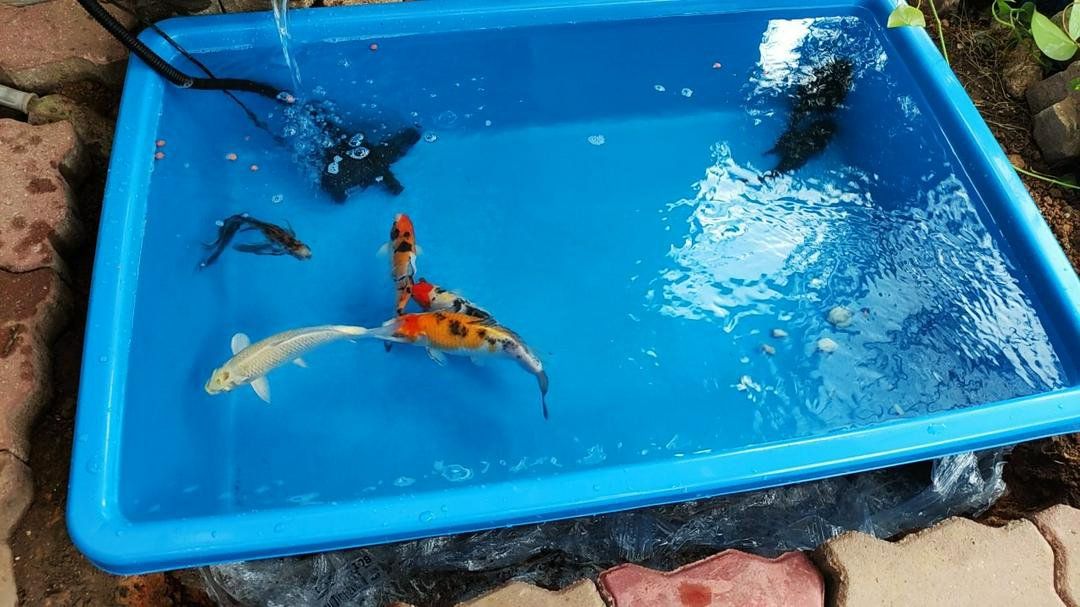 Plastic Fish Pond | Plastic Containers | Butterfly Plastic