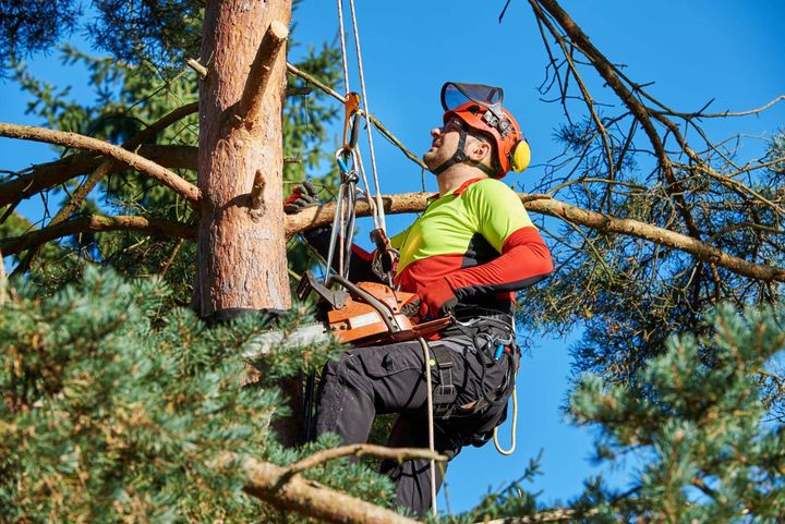 A man up in a tree, trimming the tree