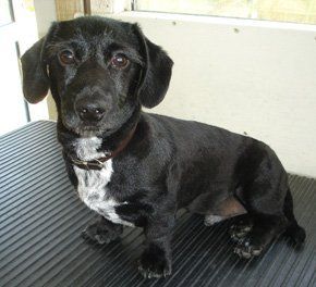 Black dachshund