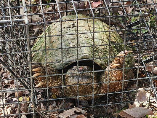 A turtle is sitting in a wire cage on the ground.