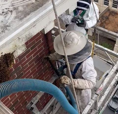 A group of beekeepers are working on a brick wall.