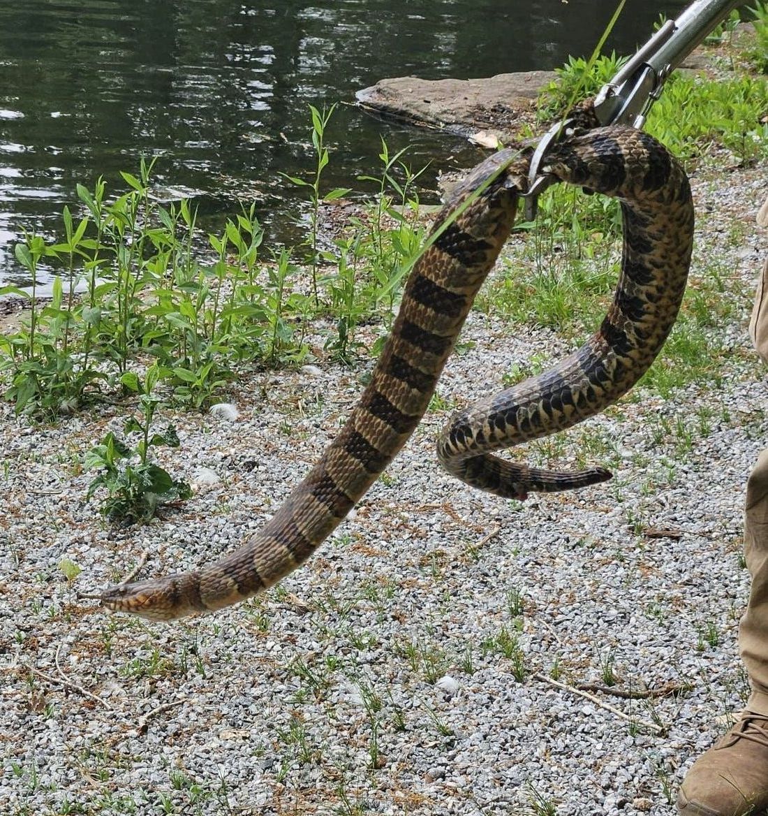 A person is holding a large snake on a leash