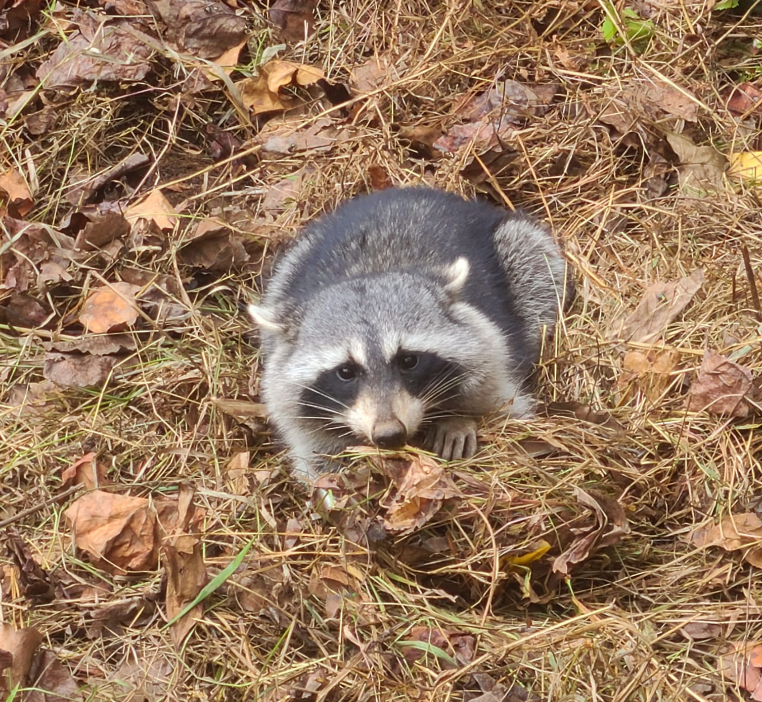 A raccoon is sitting in a pile of leaves on the ground.