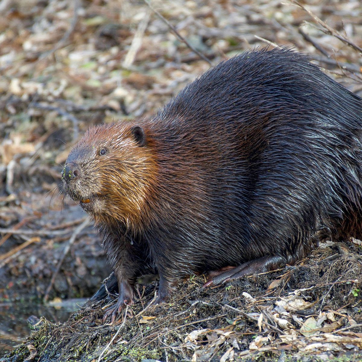 A beaver with thick, dark brown fur stands on a muddy bank covered with twigs and leaves.