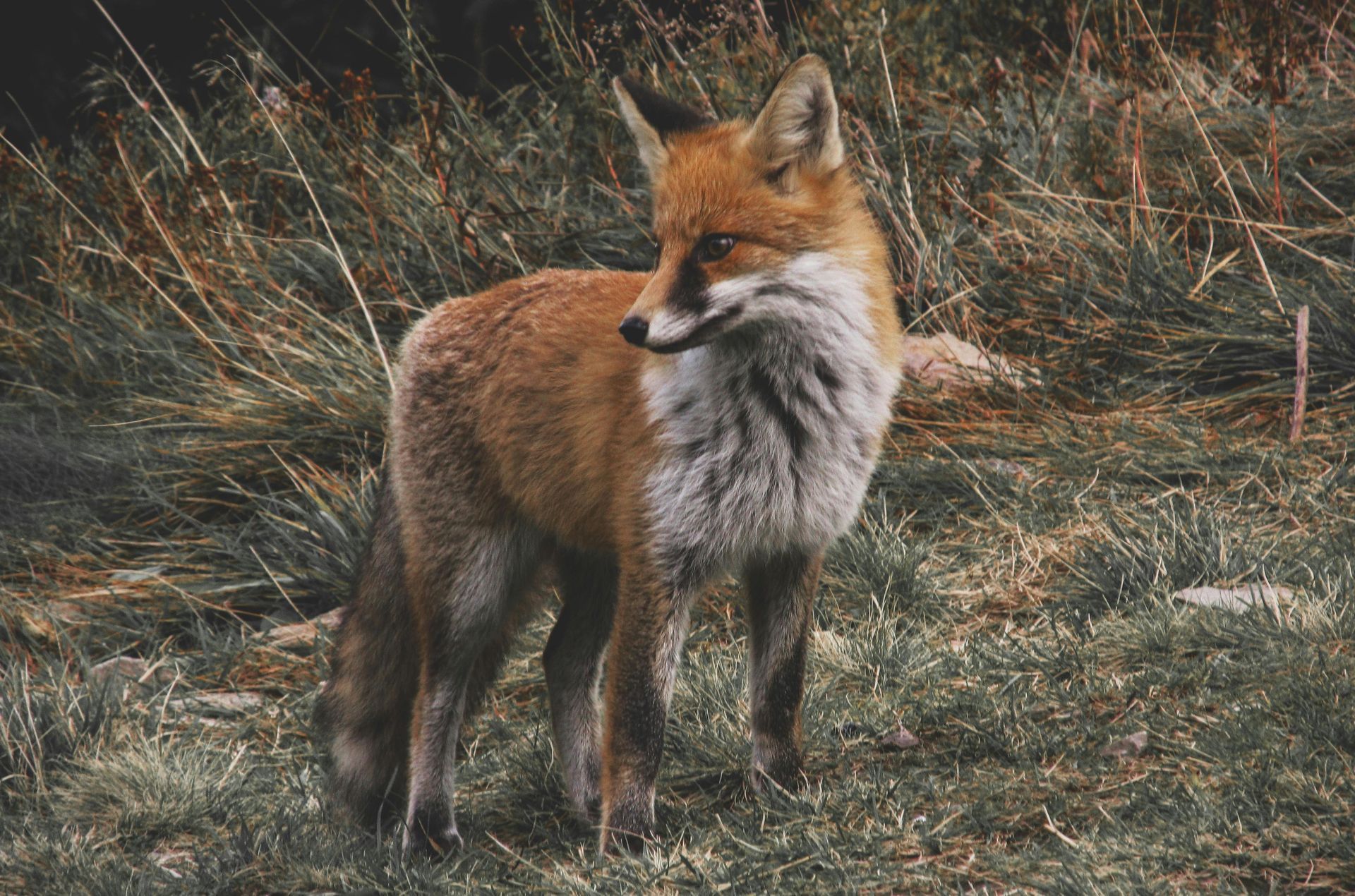 A red fox is standing in the grass looking at the camera.