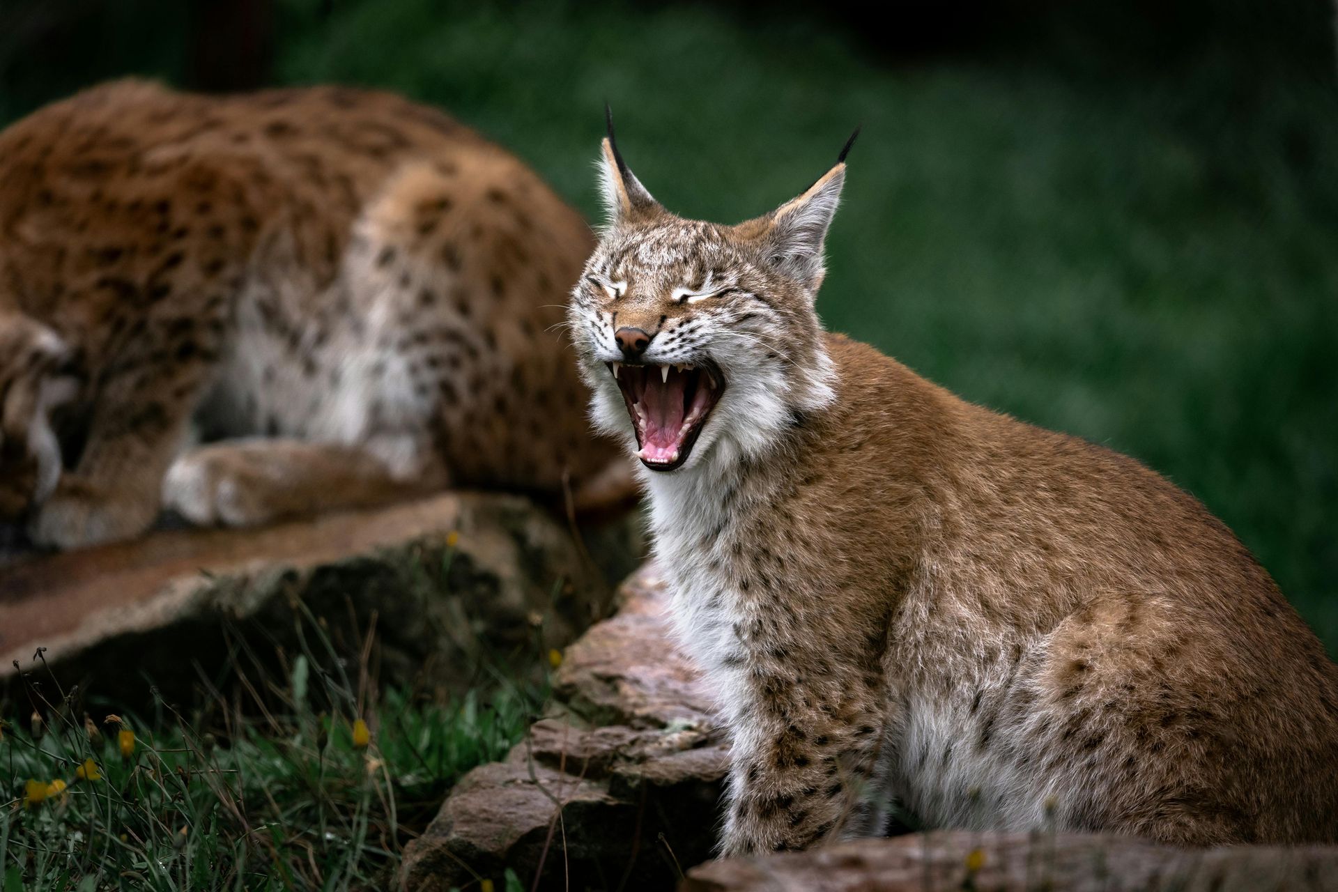 A close up of a lynx with its mouth open.