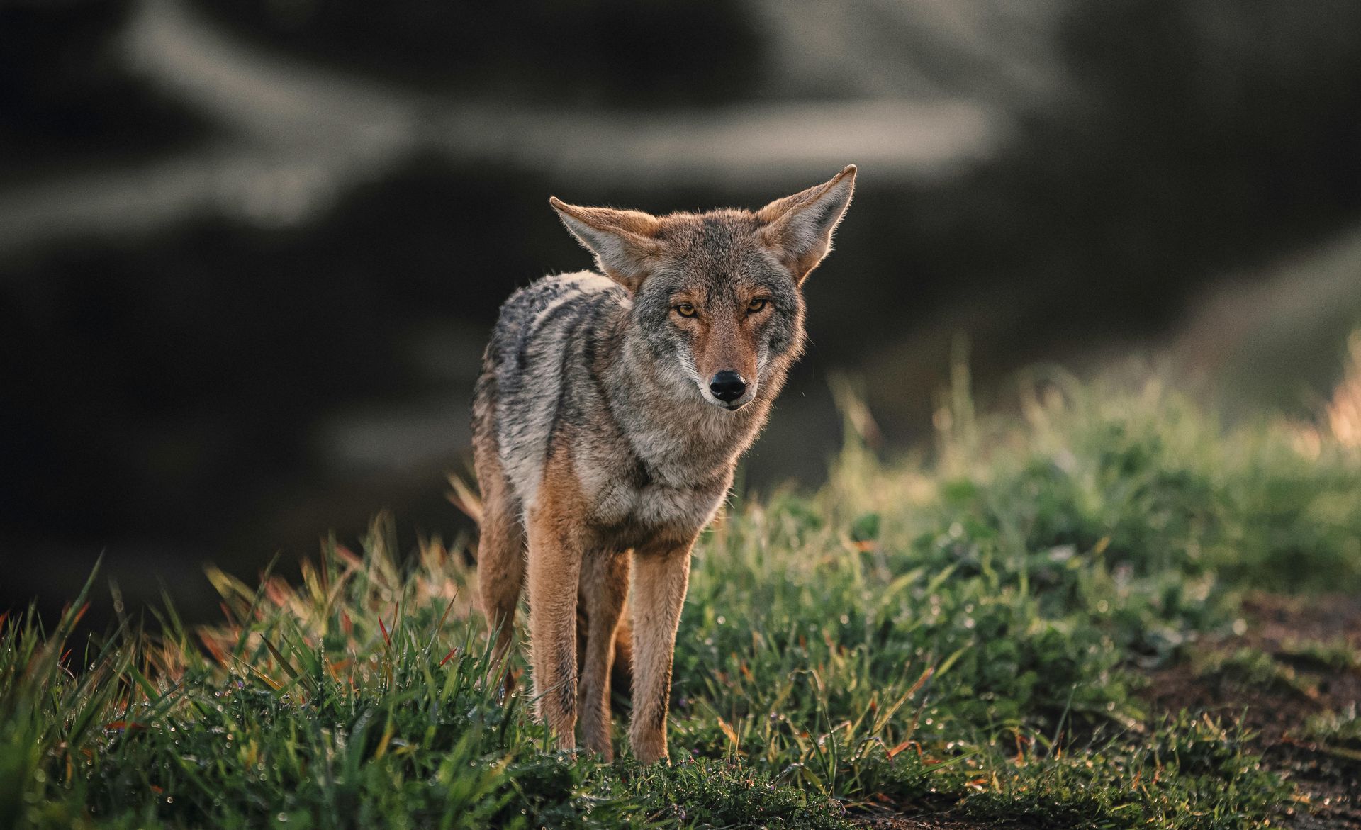 A coyote is standing in the grass looking at the camera.