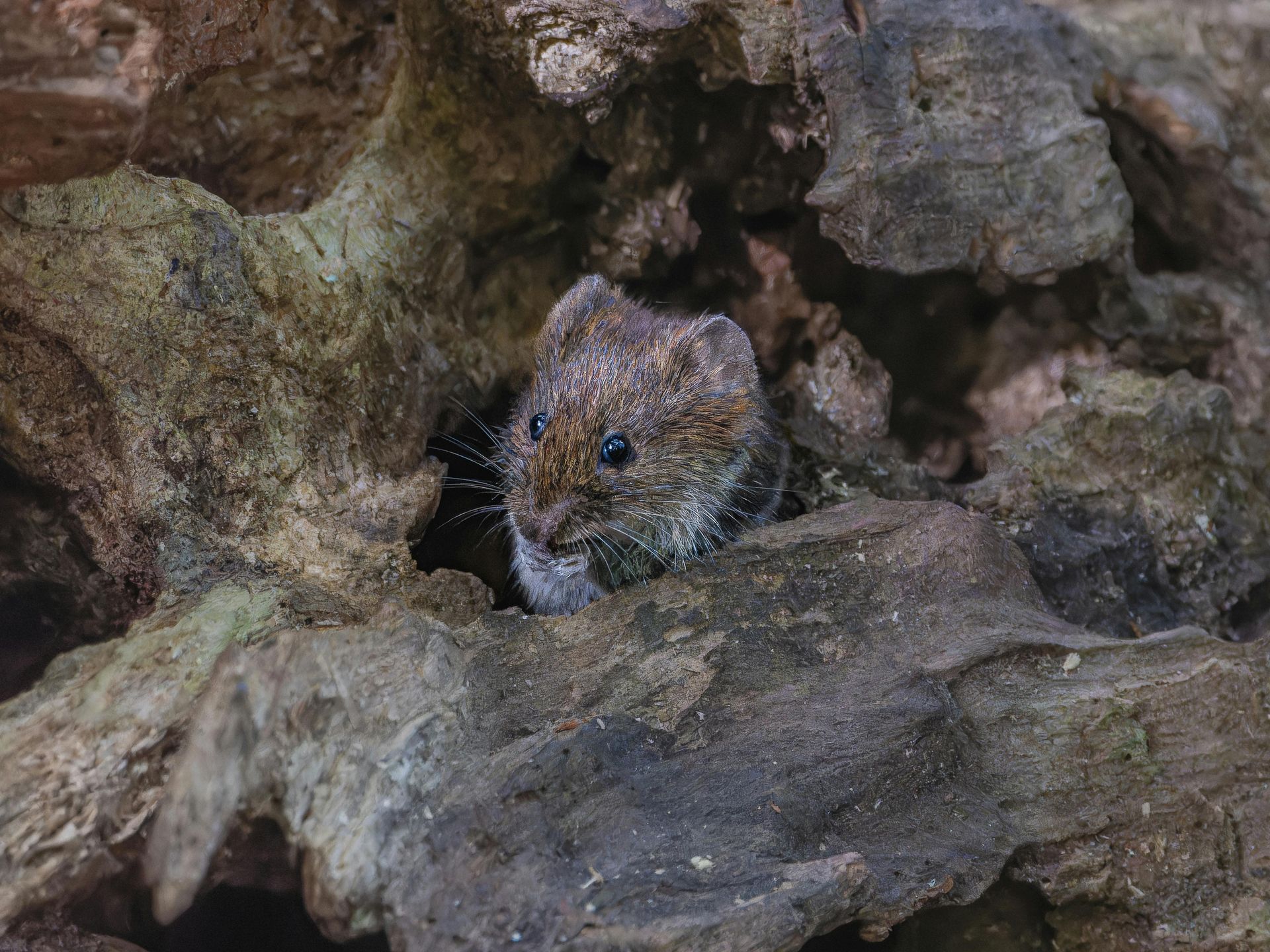 A small mouse is sitting in a hole in a tree trunk.