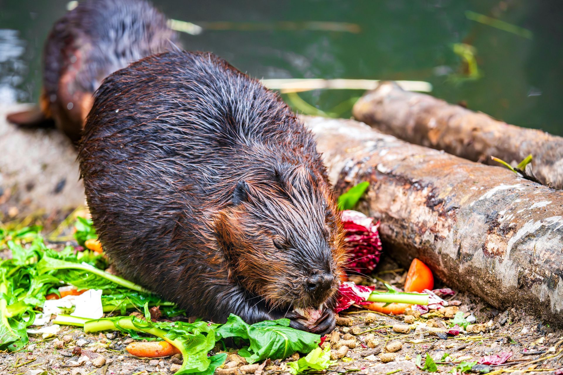 A beaver is eating carrots and lettuce on the ground.