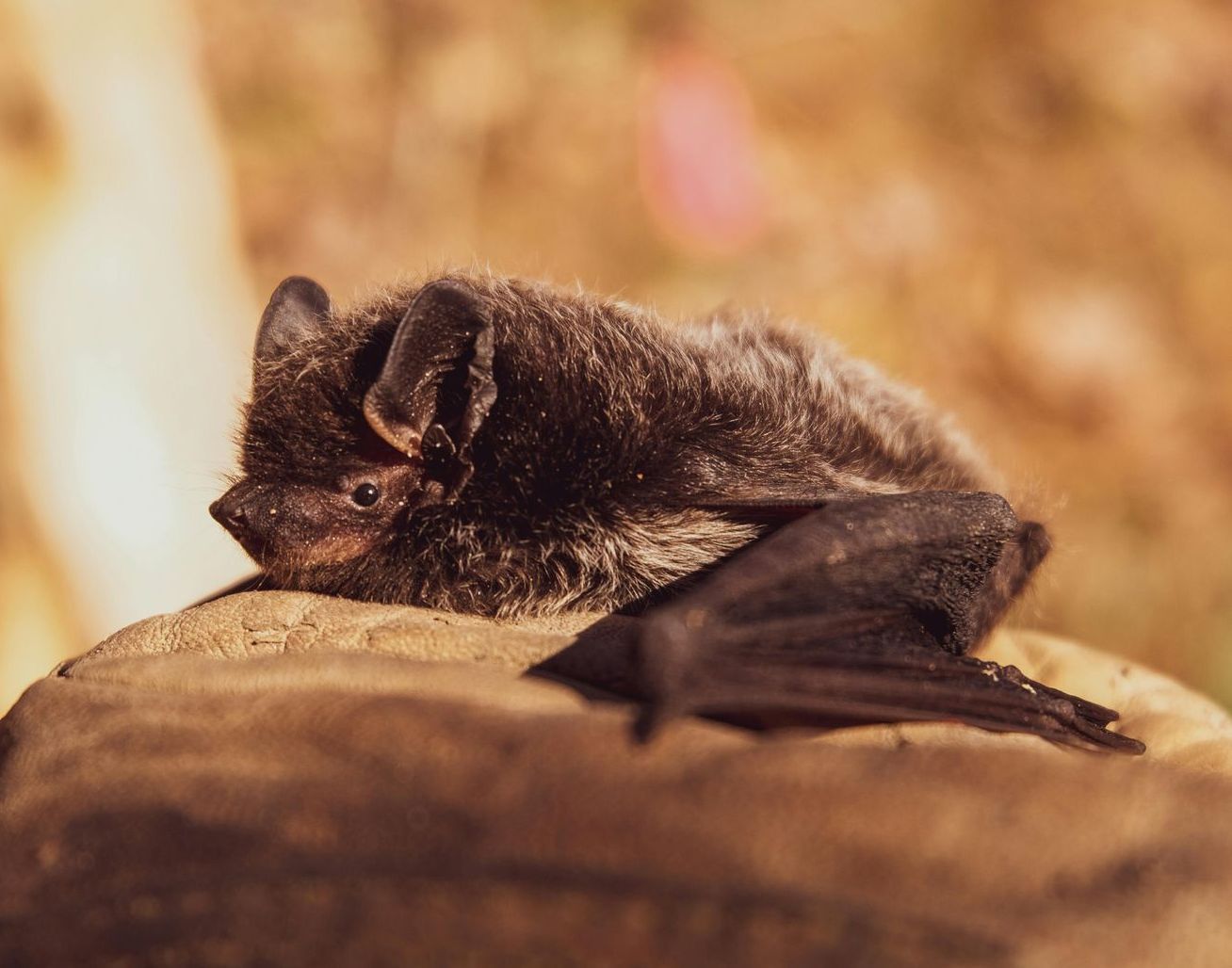 A bat is laying on top of a rock.