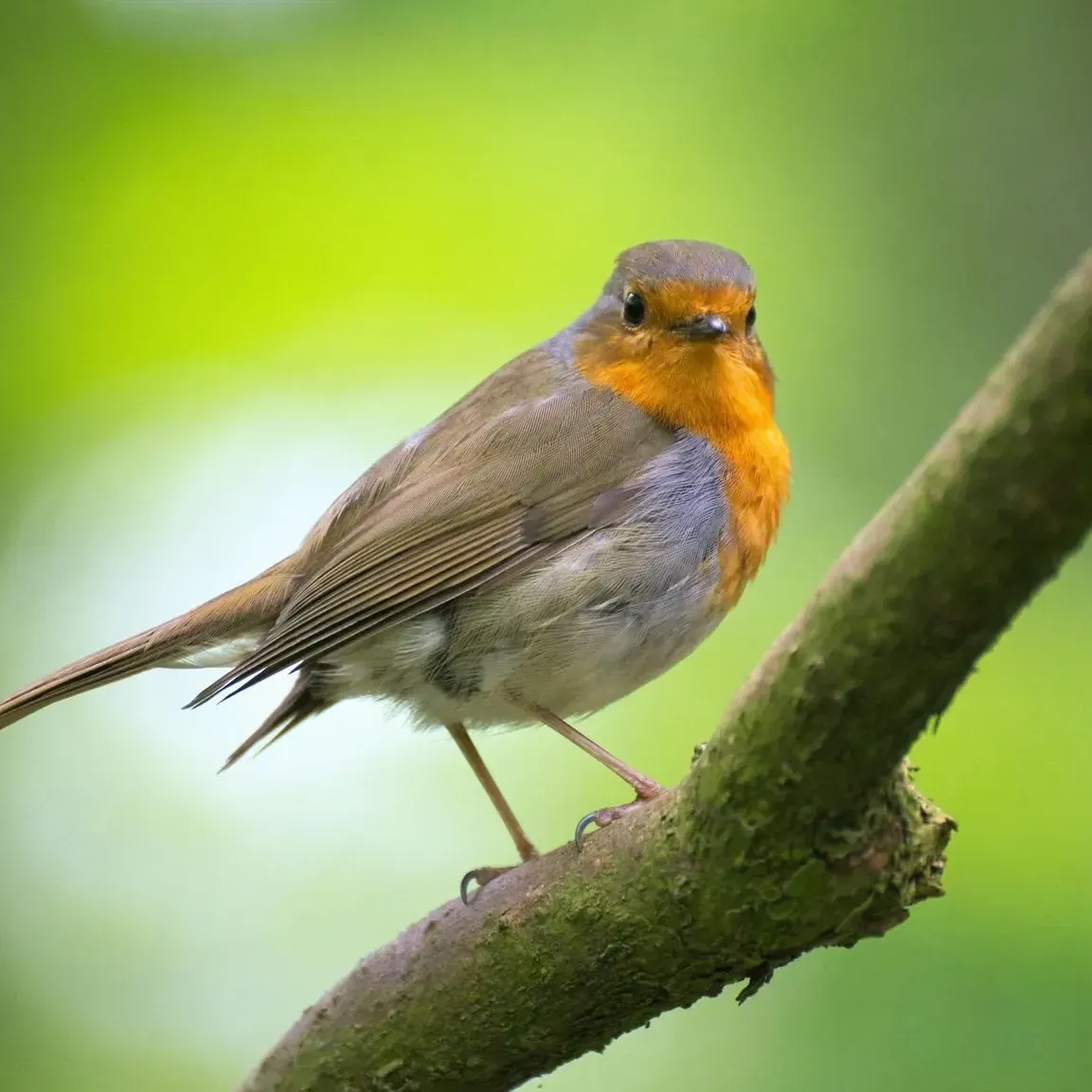A small European robin with an orange-red breast perched on a thin, mossy tree branch against a blurred green background.