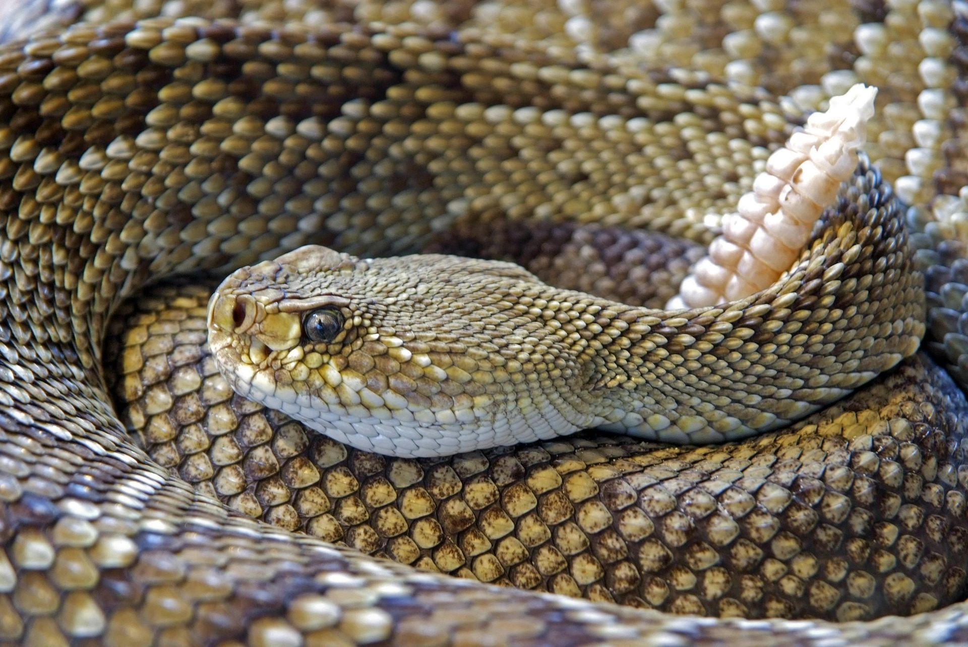 A close up of a rattlesnake with its mouth open.