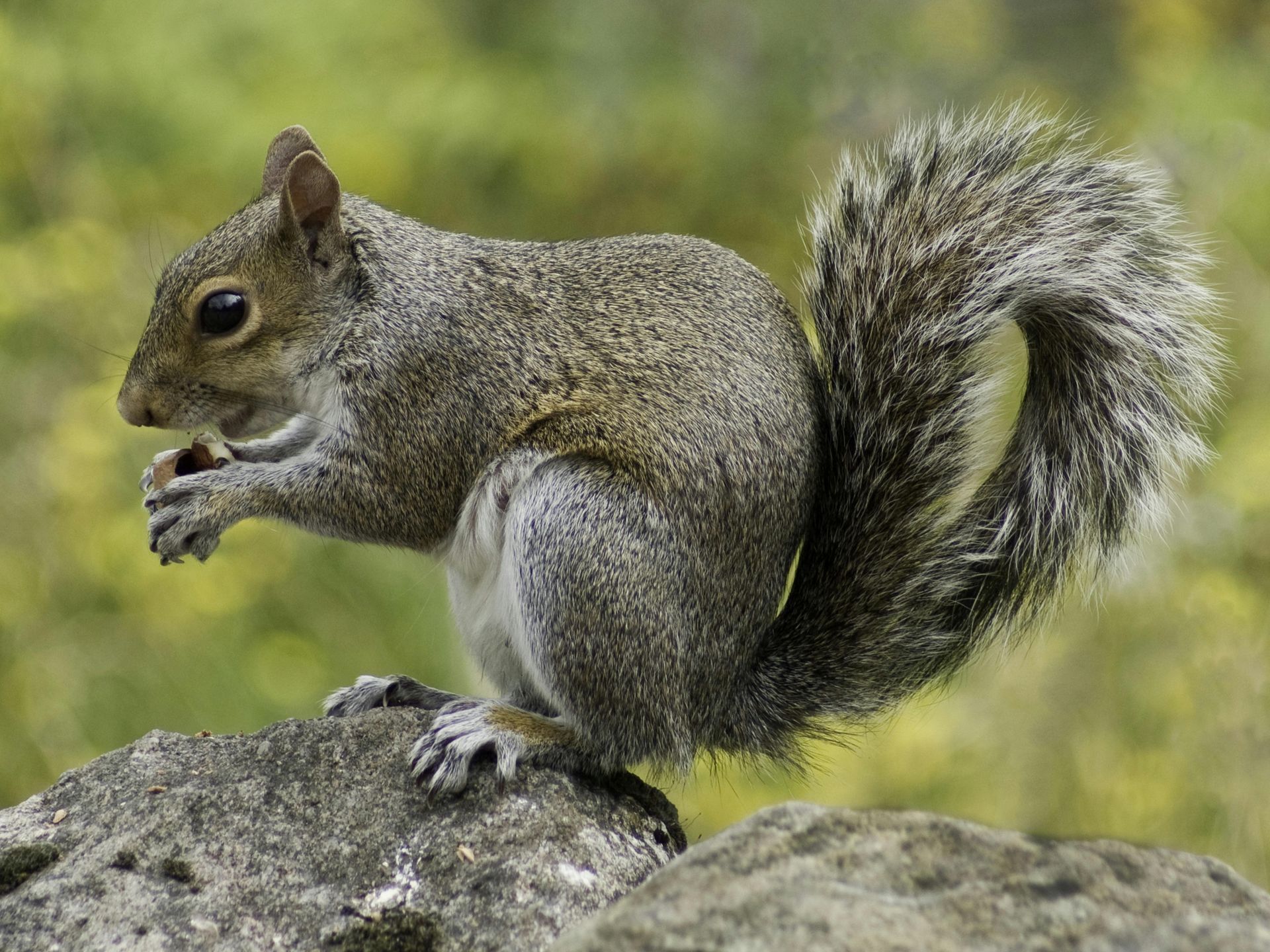 A squirrel is sitting on a rock eating a nut.