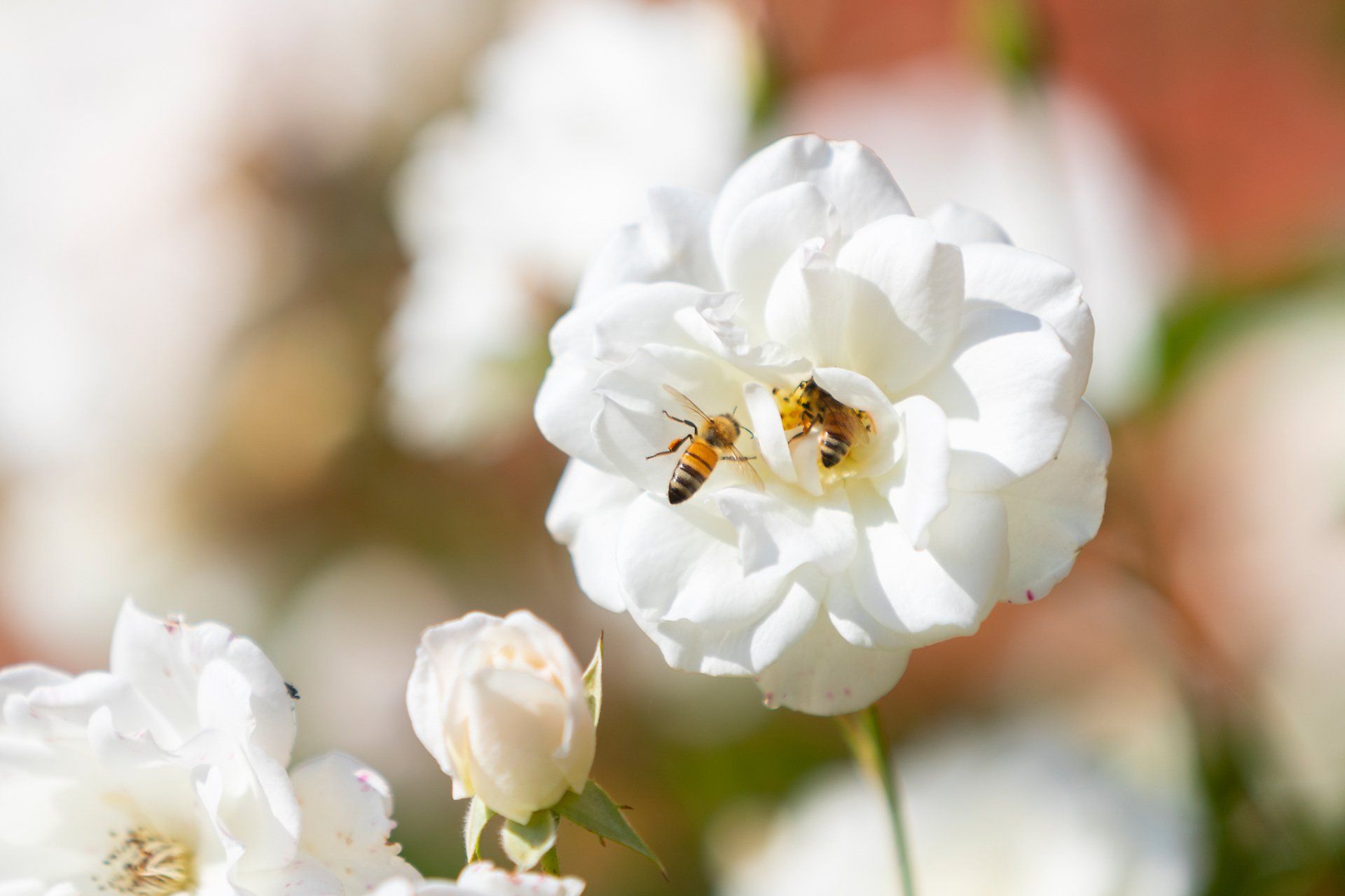 Two bees gather nectar from a white rose with soft focus background.