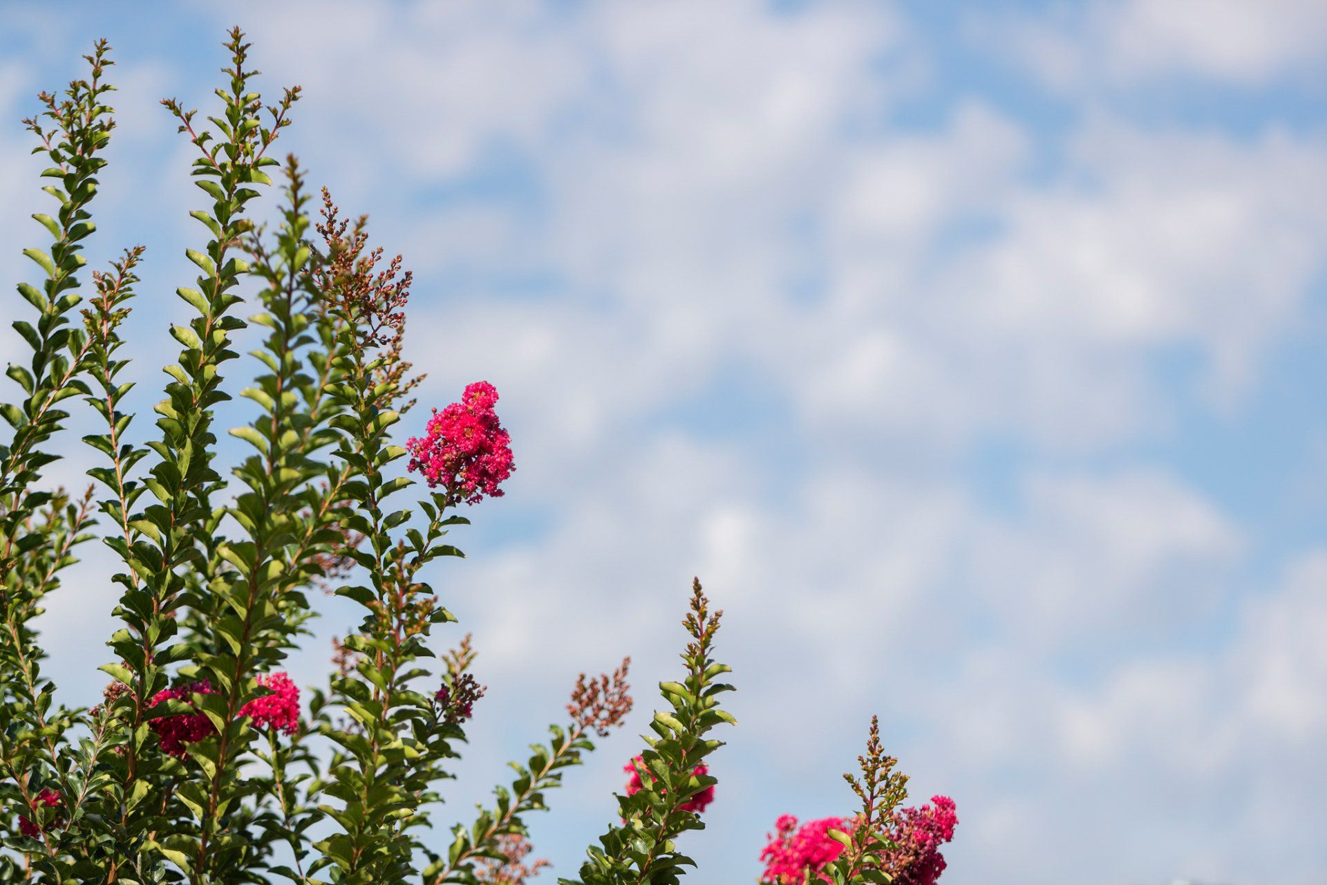 Pink crepe myrtle flowers against a cloudy blue sky.