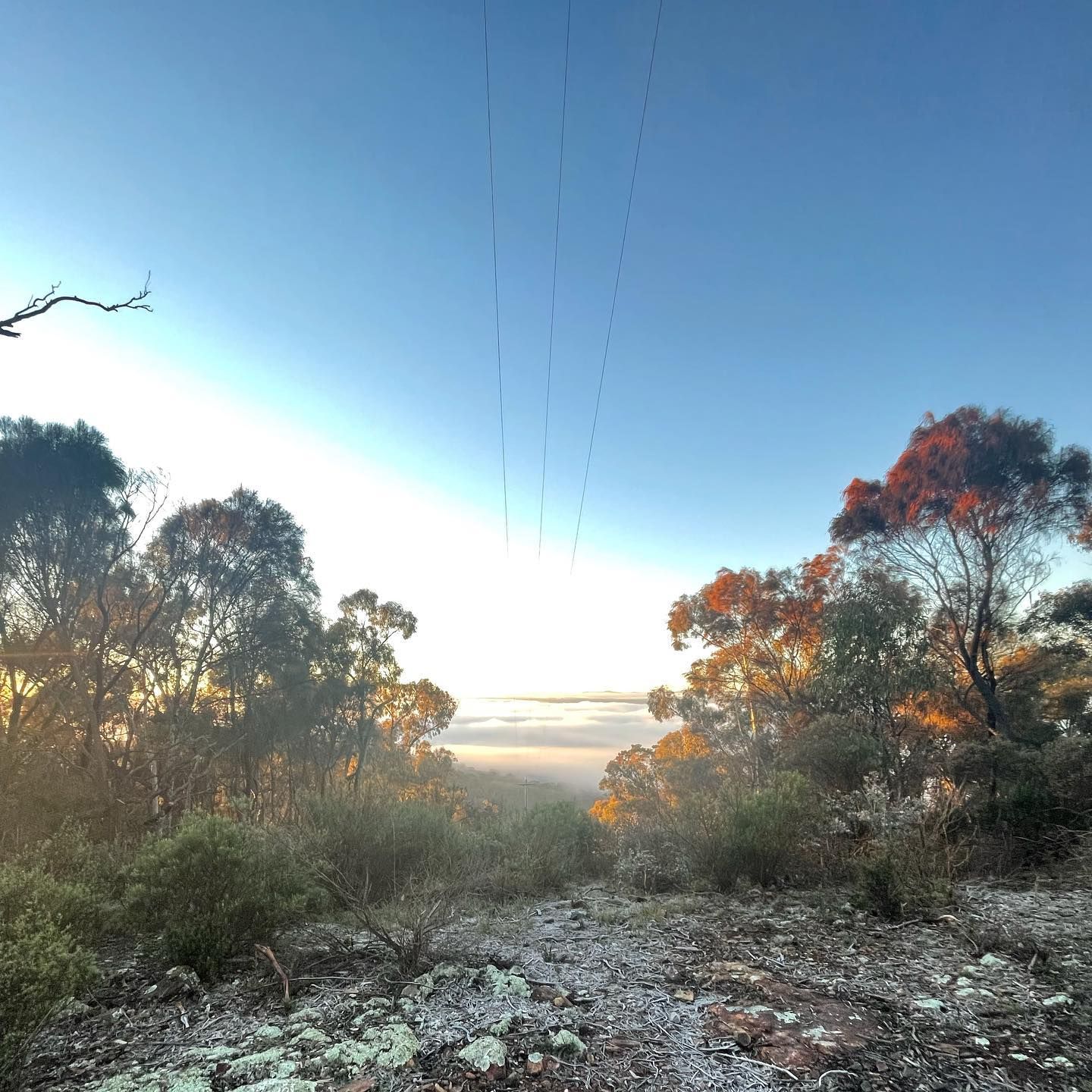 Sunrise over a forest landscape; blue sky, fog, and light illuminating trees.