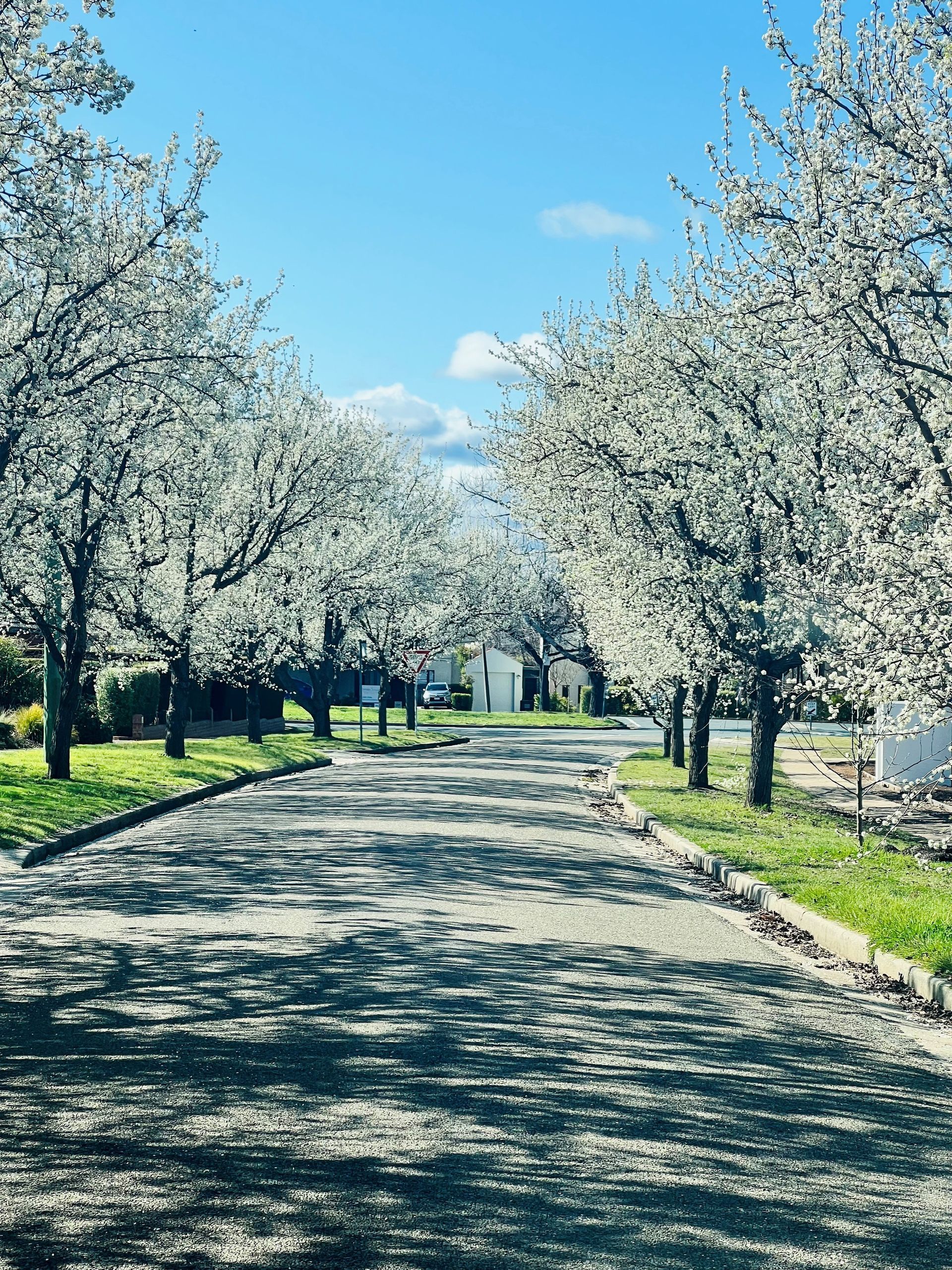 Avenue lined with flowering white trees, casting shadows on asphalt, under a blue sky.