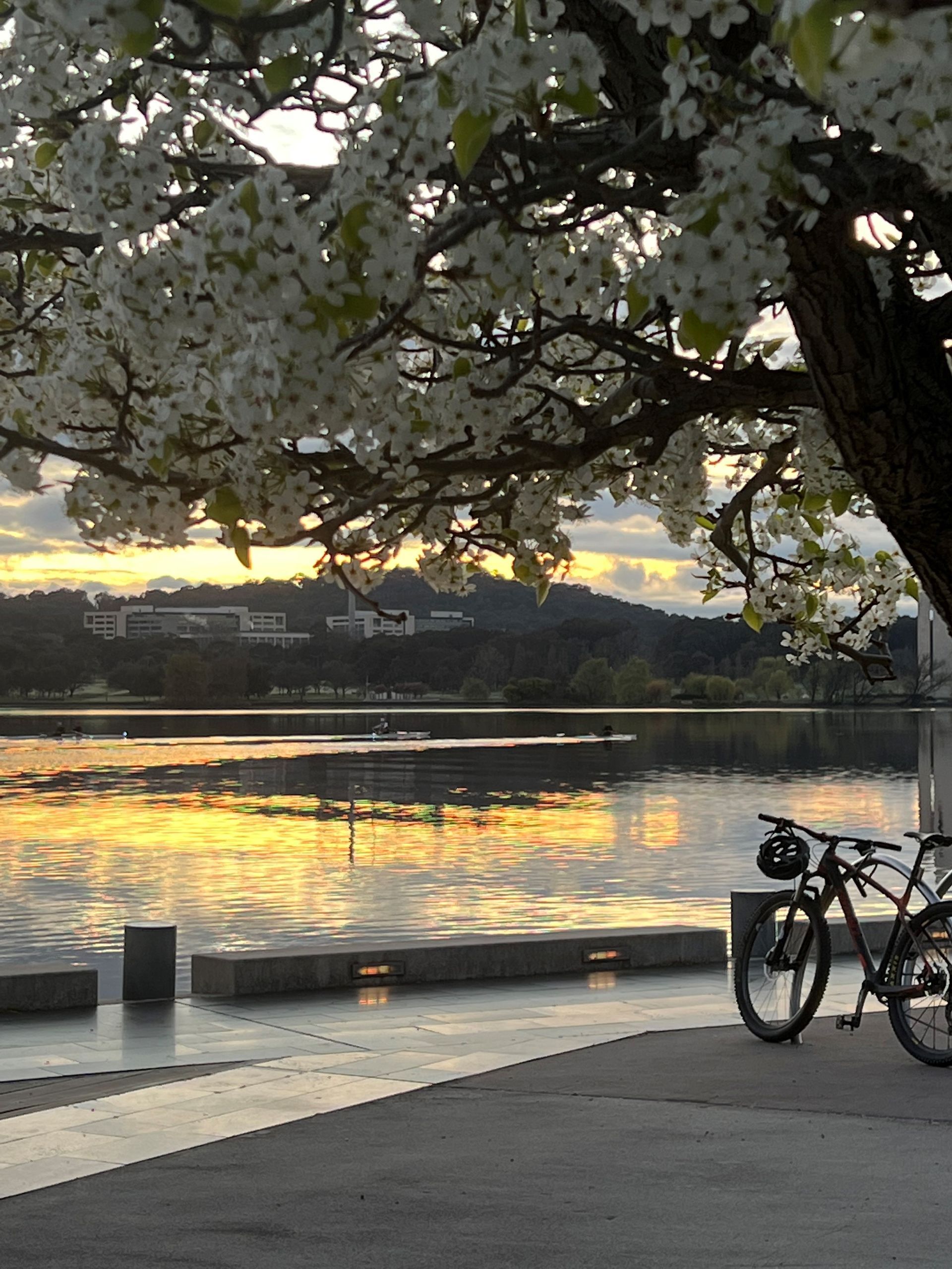 Blossoming tree frames a lake at sunset with two bikes parked on a waterfront path.