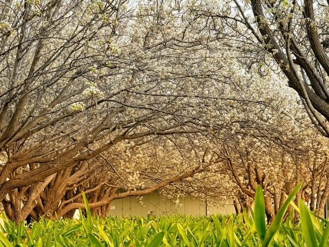 Flowering trees with white blossoms arch over green grass.