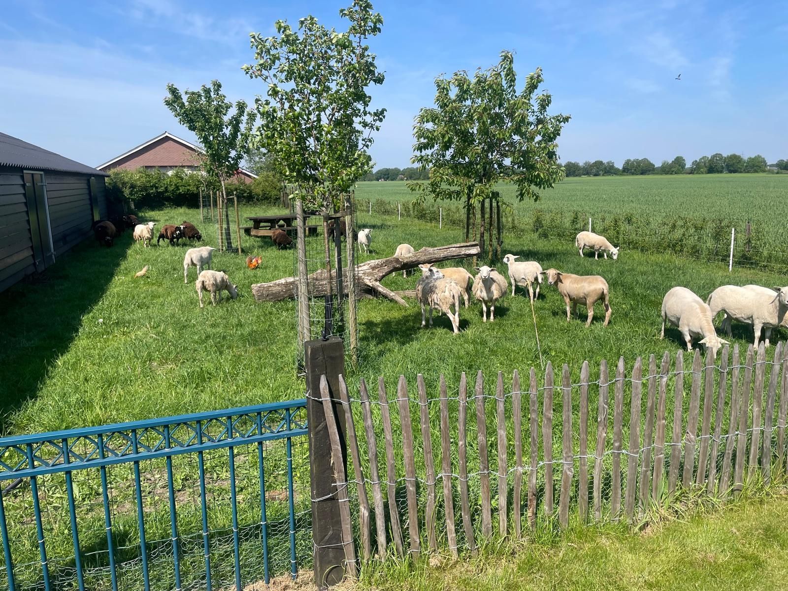 Een kudde schapen grazend in een grasveld achter een houten hek.