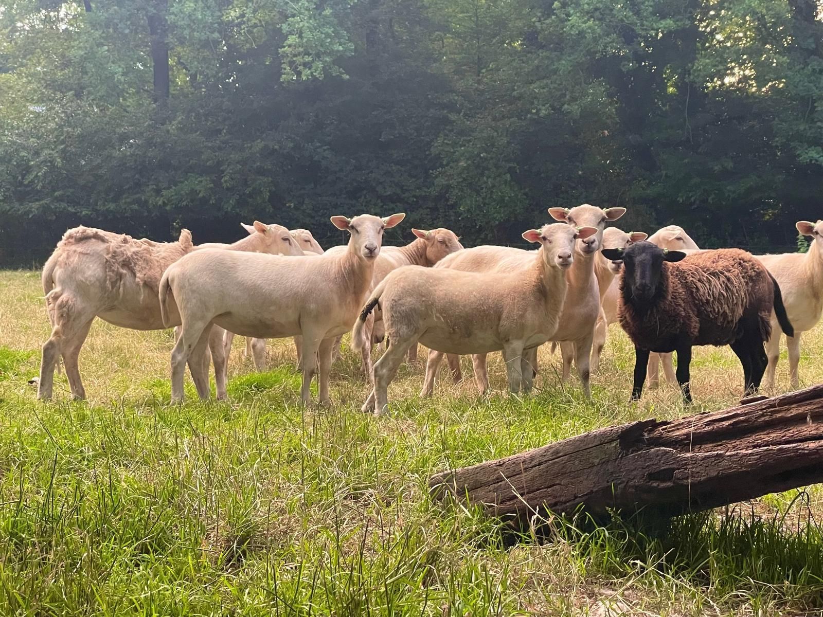 Een kudde schapen staat in een grasveld.