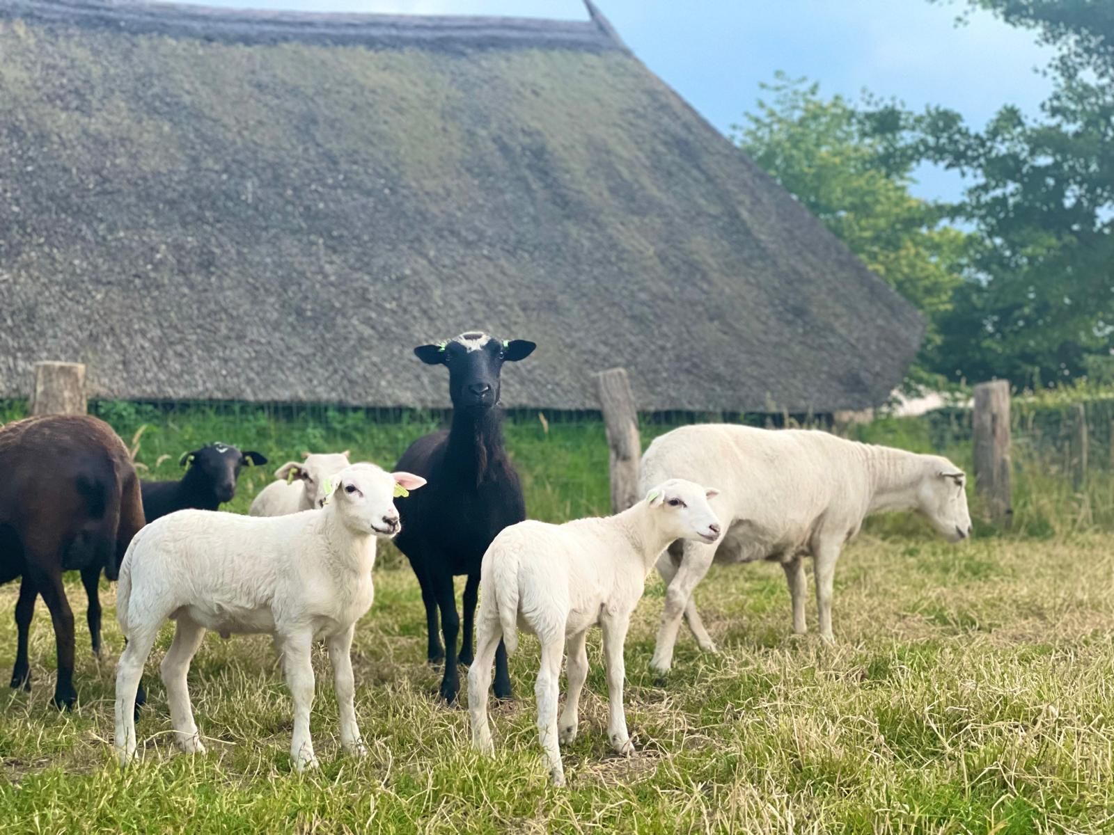 Een kudde schapen die in een grasveld staat